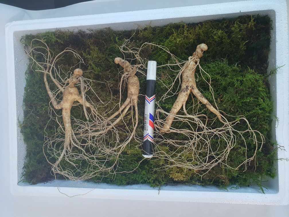 국내산 강원도 산양산삼 7년근  B급 10뿌리