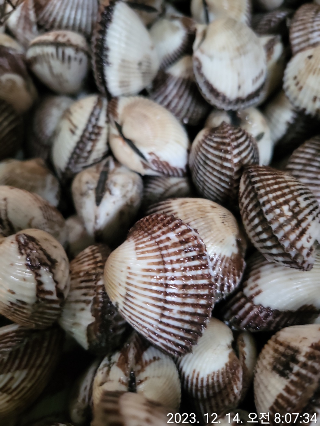 새꼬막 3kg 중소 사이즈