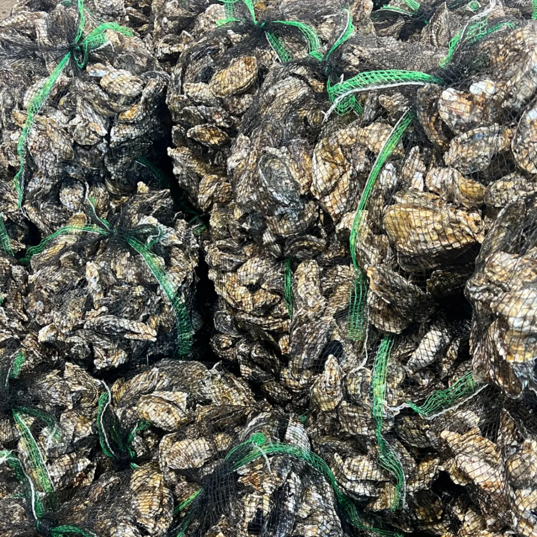 남해안 석화 5kg