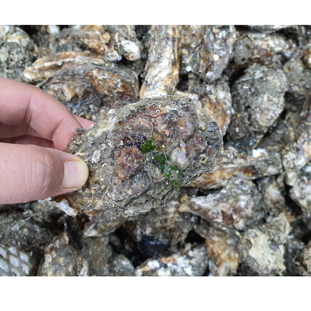 여수 석화 20kg  8인분