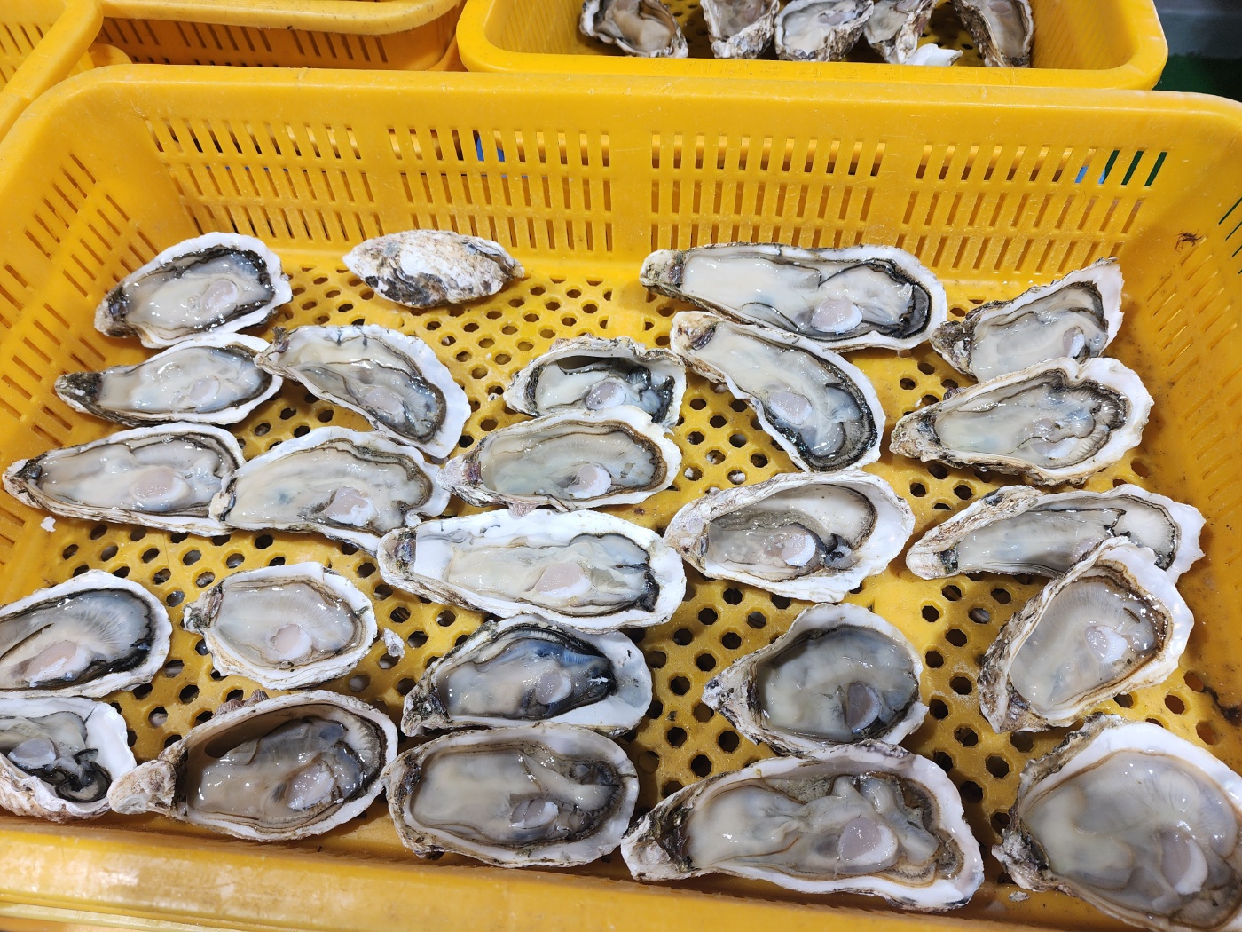 통영 하프쉘 석화 22-28미