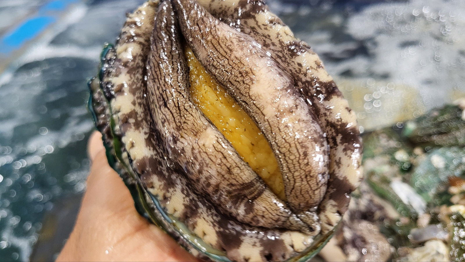 국내산 완도 활전복 1kg