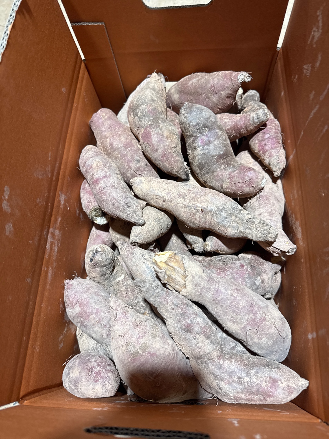 못난이 꿀고구마 10kg