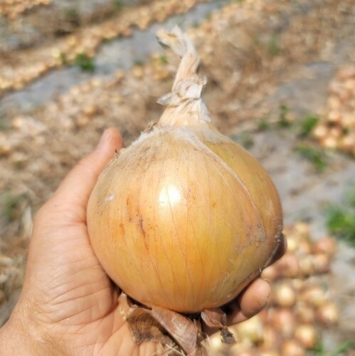 전남 황토골 무안 양파 중대혼합 5kg