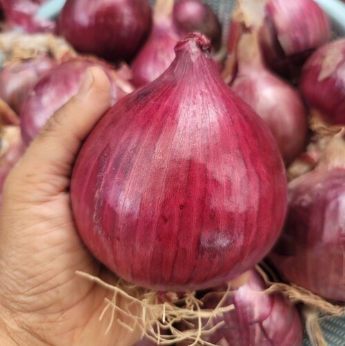 전남 황토골 무안 자색양파 소 3kg