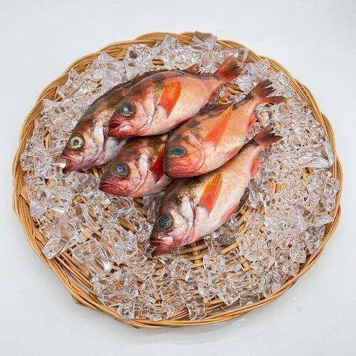 손질 급냉 독도 프리미엄 특대 불볼락 2kg (9-10미 내외)