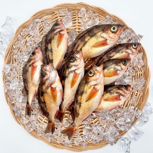 손질 급냉 열기(불볼락) 1kg (8-9미 내외)