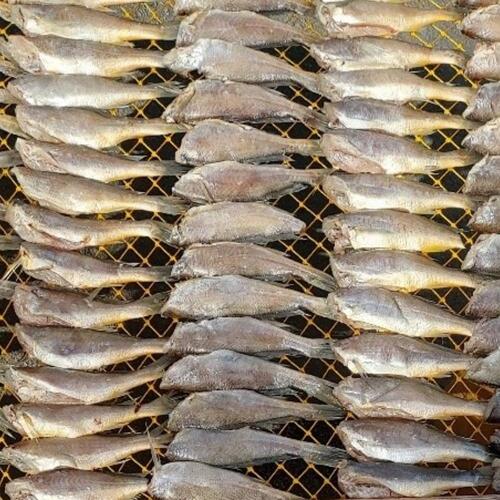 영광 법성포 손질굴비 2kg (1kg x 2팩, kg당 25-30마리)