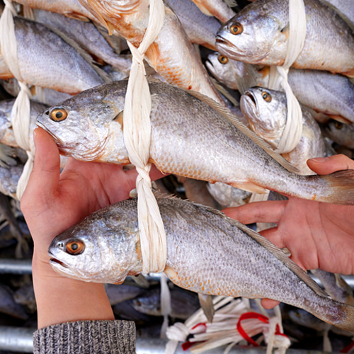 영광 법성포 부세 굴비 대사이즈 10미 선물세트