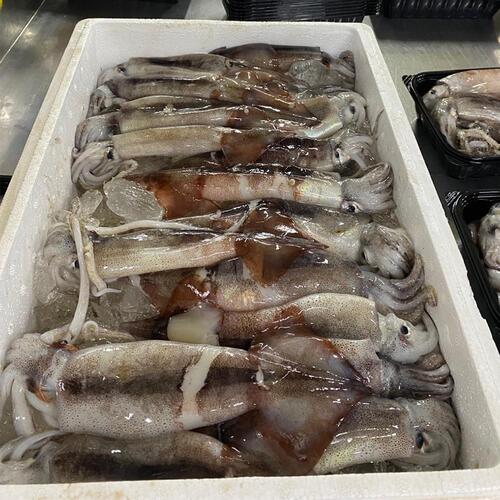 국내산 생물 급냉 통찜용오징어 1kg내외 (7-8미)