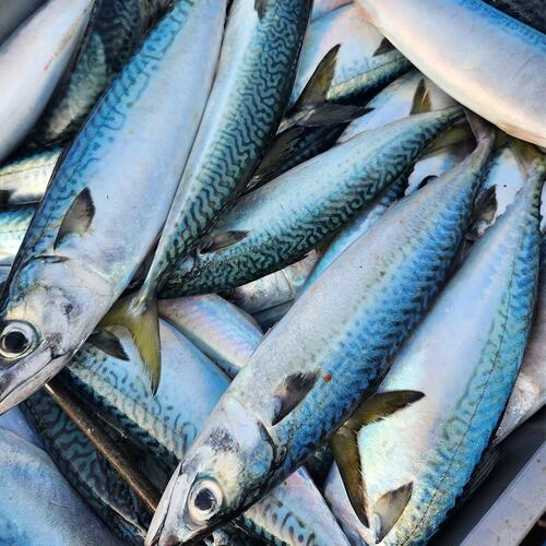 생물 급냉 통고등어 3미 x 1팩 (팩당 2kg내외)