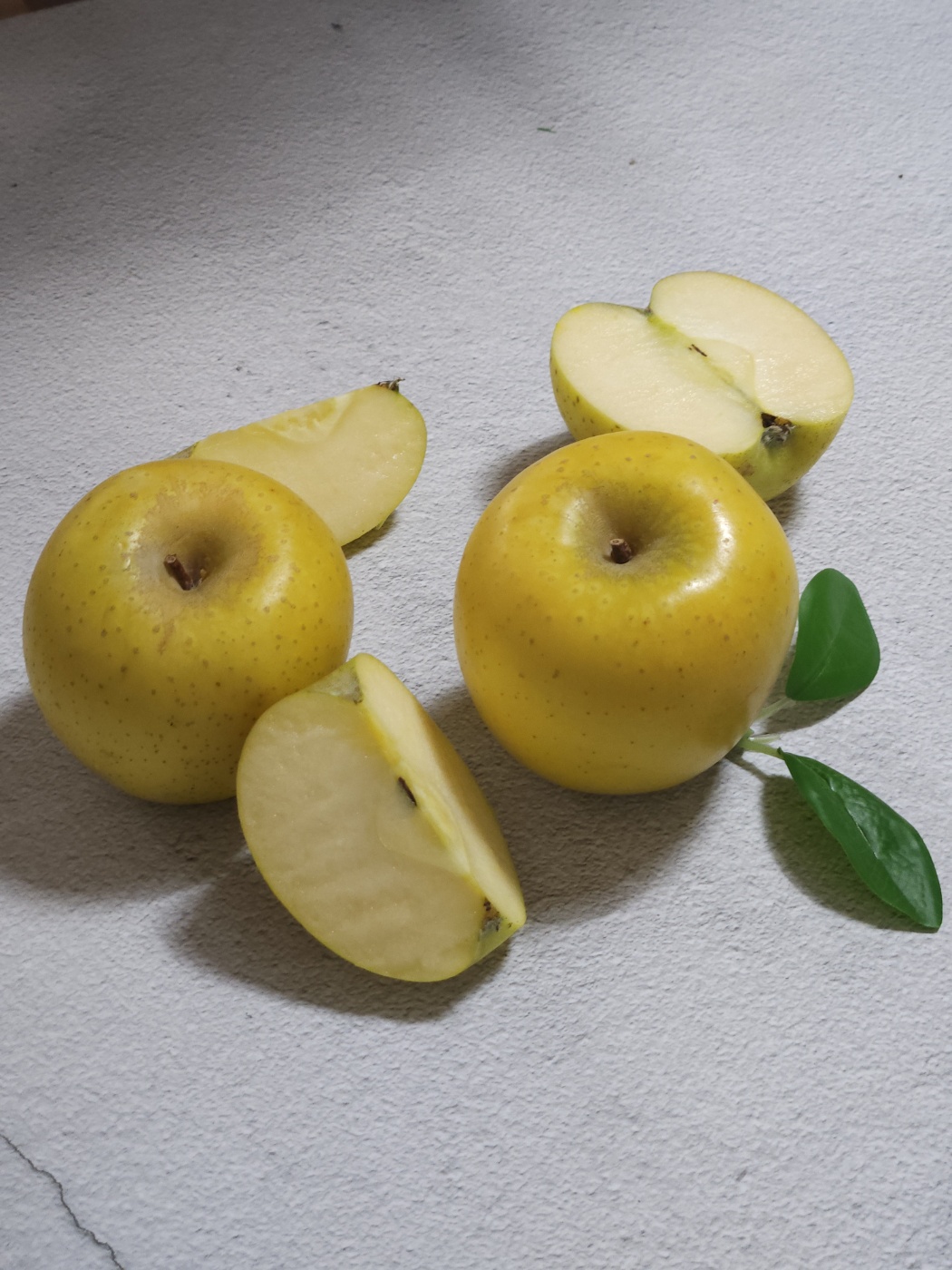 시나노골드가정용일반(중대과)